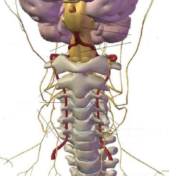Estructura de la región cervical